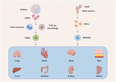 Mechanistic studies of tumor-associated macrophage immunotherapy